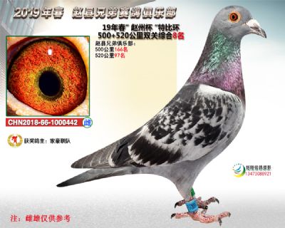 赵州杯双关综合8名