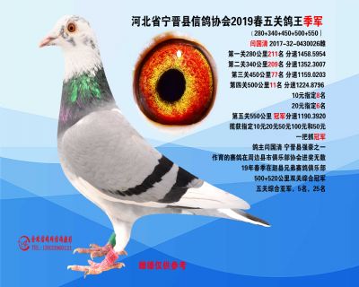 2019年春季五关鸽王季军