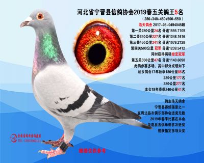 2019年春季五关鸽王5名