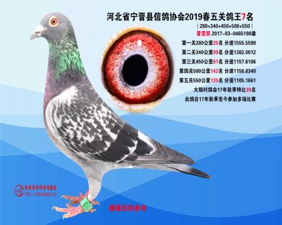 2019年春季五关鸽王7名