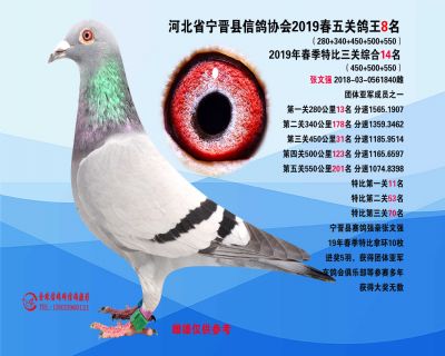 2019年春季五关鸽王8名