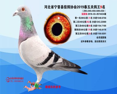2019年春季五关鸽王9名
