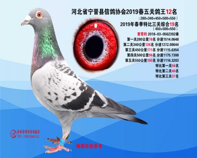 2019年春季五关鸽王12名