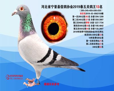 2019年春季五关鸽王13名