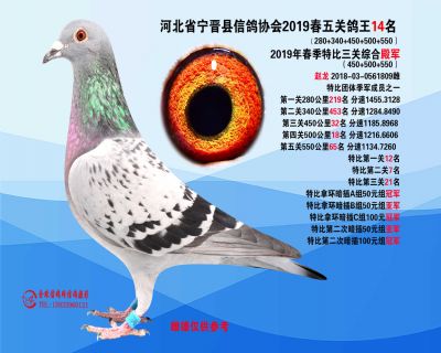 2019年春季五关鸽王14名