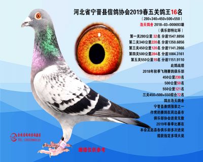 2019年春季五关鸽王16名