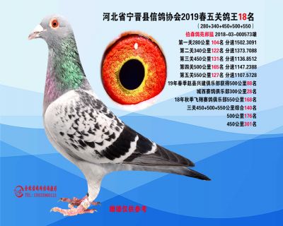2019年春季五关鸽王18名