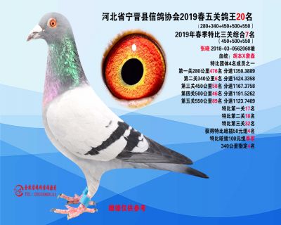 2019年春季五关鸽王20名