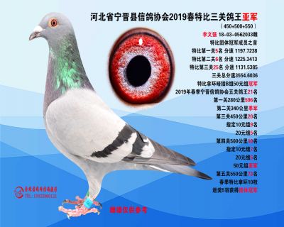 2019年春特比三关鸽王亚军