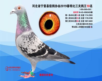 2019年春特比三关鸽王10名