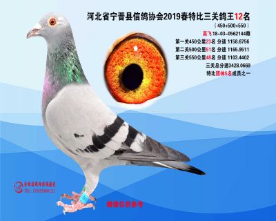 2019年春特比三关鸽王12名