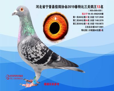 2019年春特比三关鸽王13名