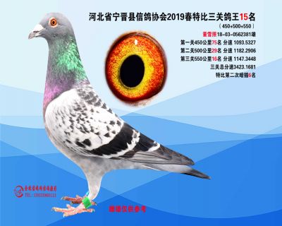 2019年春特比三关鸽王15名