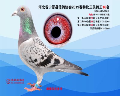 2019年春特比三关鸽王16名