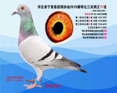 2019年春特比三关鸽王17名