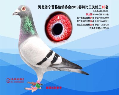 2019年春特比三关鸽王18名
