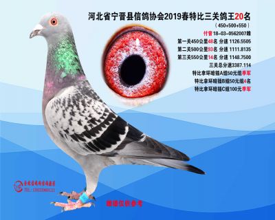 2019年春特比三关鸽王20名