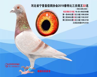 2019年春特比三关鸽王22名