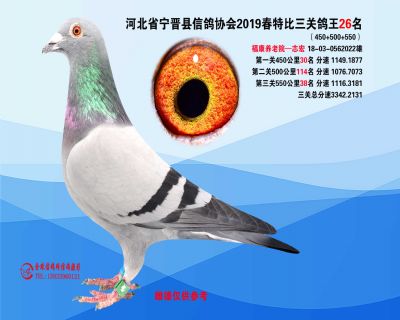 2019年春特比三关鸽王26名