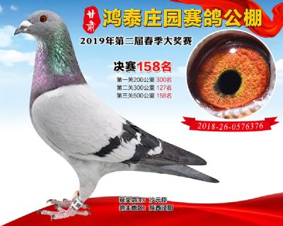 甘肃鸿泰庄园决赛158名