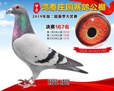 甘肃鸿泰庄园决赛167名