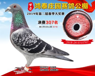 甘肃鸿泰庄园决赛307名
