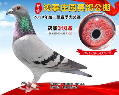 甘肃鸿泰庄园决赛310名
