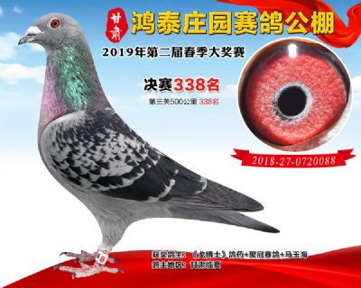 甘肃鸿泰庄园决赛338名
