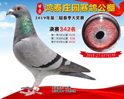 甘肃鸿泰庄园决赛342名