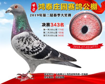 甘肃鸿泰庄园决赛343名