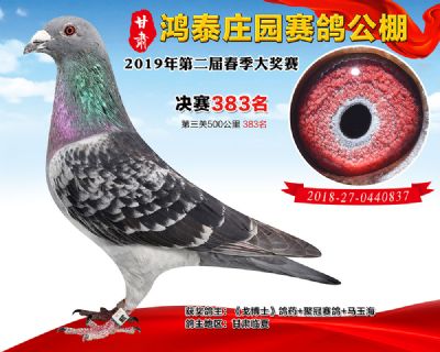甘肃鸿泰庄园决赛383名