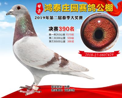 甘肃鸿泰庄园决赛390名