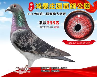 甘肃鸿泰庄园决赛393名