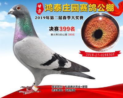 甘肃鸿泰庄园决赛399名