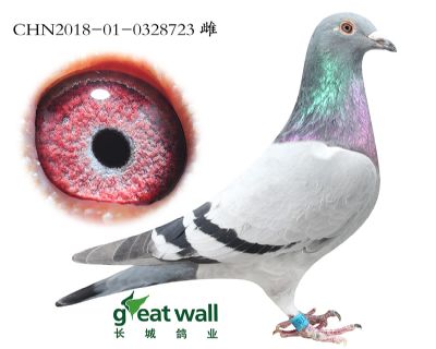 2.气魄近血.0328723