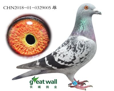5.考夫曼x速霸龙.0329005