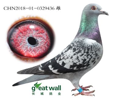 6.幻想福雷迪孙代.0329436