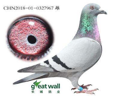 7.尼古拉斯孙代.0327967