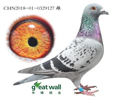 9.新福雷迪近血.0329127