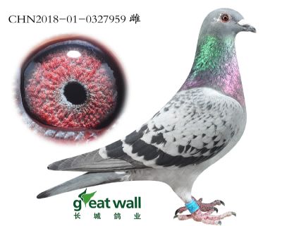 12.强壮男孩子代.0327959