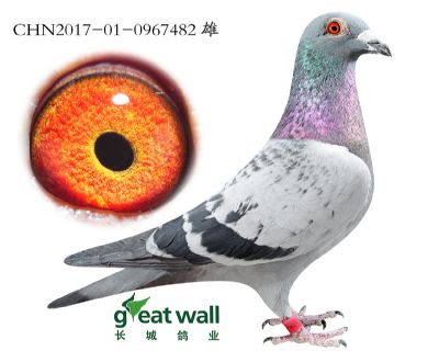 13.达尔文x苏蒂.0967482
