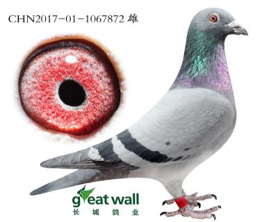 15.超级罗密欧孙代.1067872