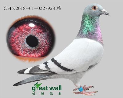 16.新奶酪小子孙代.0327928