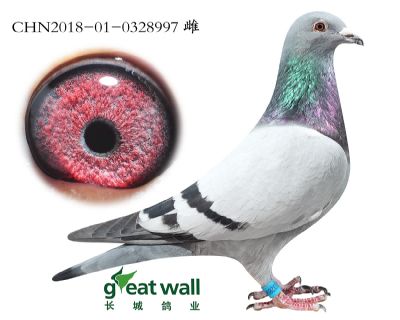 17.蓝天号子代.0328997