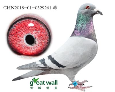 18.保时捷911孙代.0329261