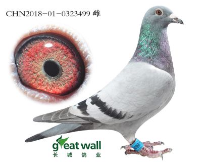 19.零缺陷近血孙.0323499