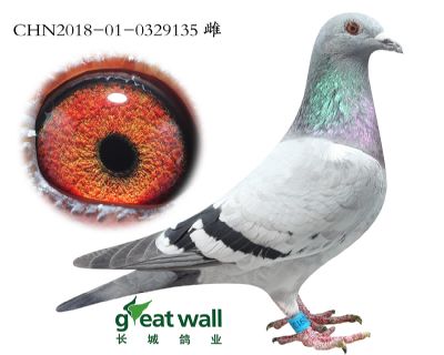 20.鲁道血系.0329135