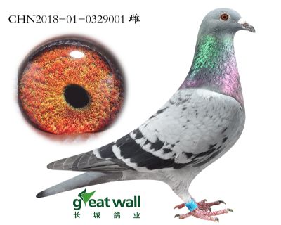 1.吉林克斯x奶酪x气魄.0329001