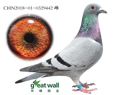 2.速霸龙血系.0329442