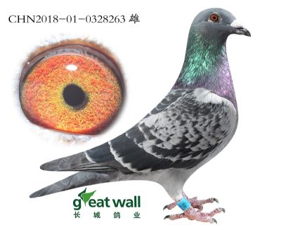 3.三鸽王孙代.0328263